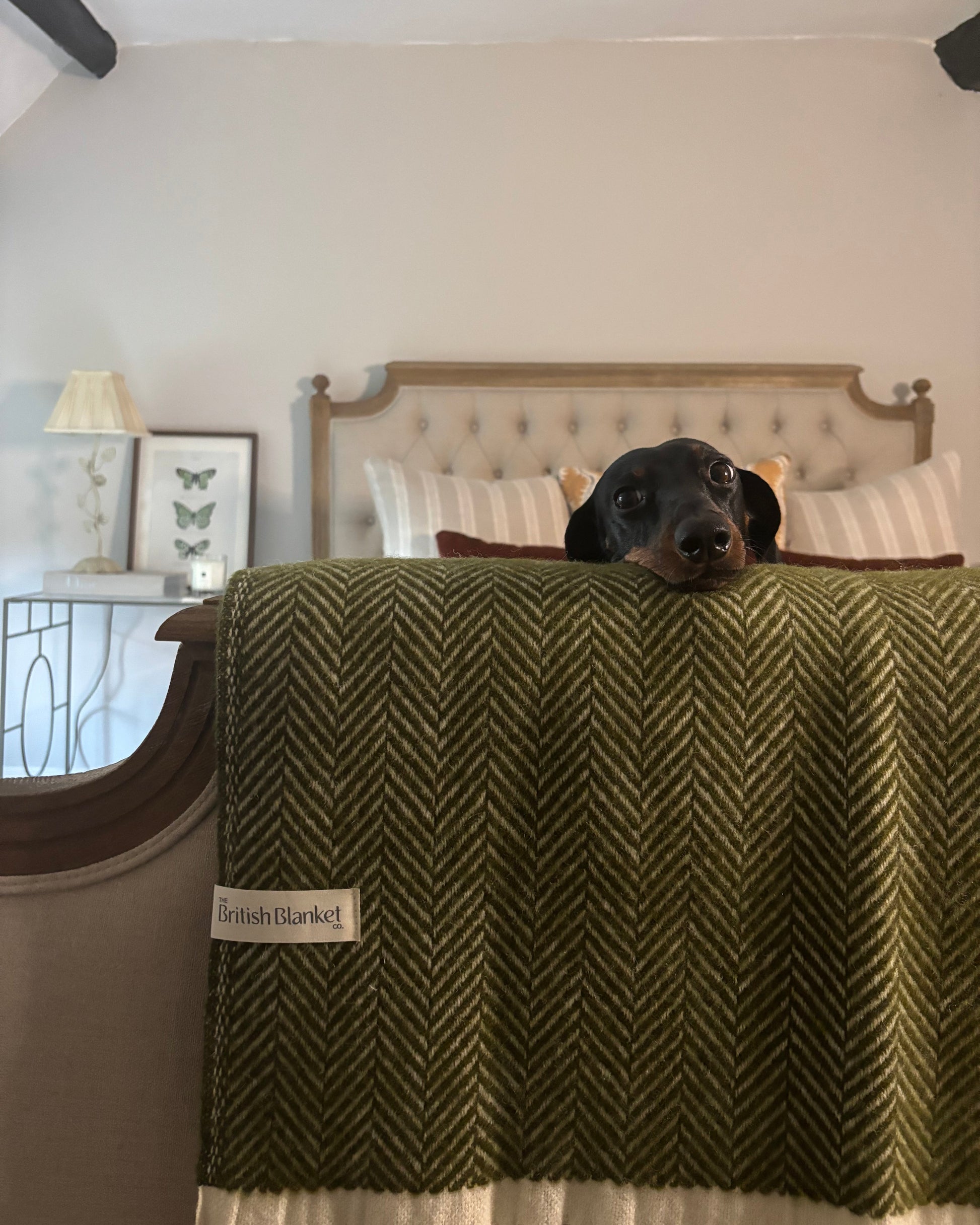 Dog peeking out from behind a green textured surface with a visible brand label.